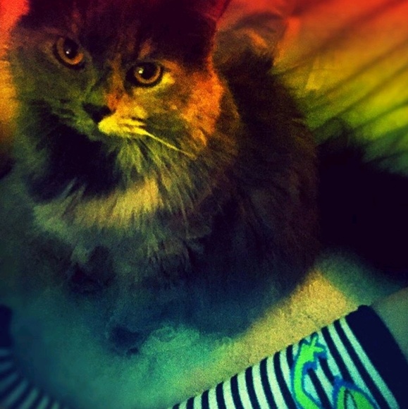 Meet your Posher, Hallie - Picture 1 of 1